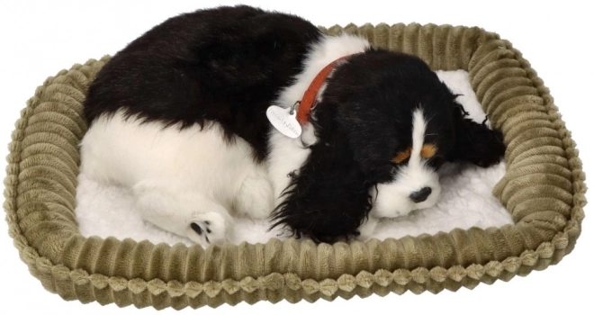 Să adoptăm împreună cățeluș Cocker Spaniel respirabil