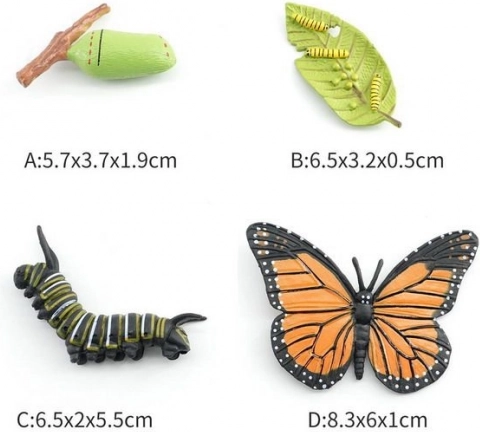 Figurină Fluture în 4 etape de dezvoltare