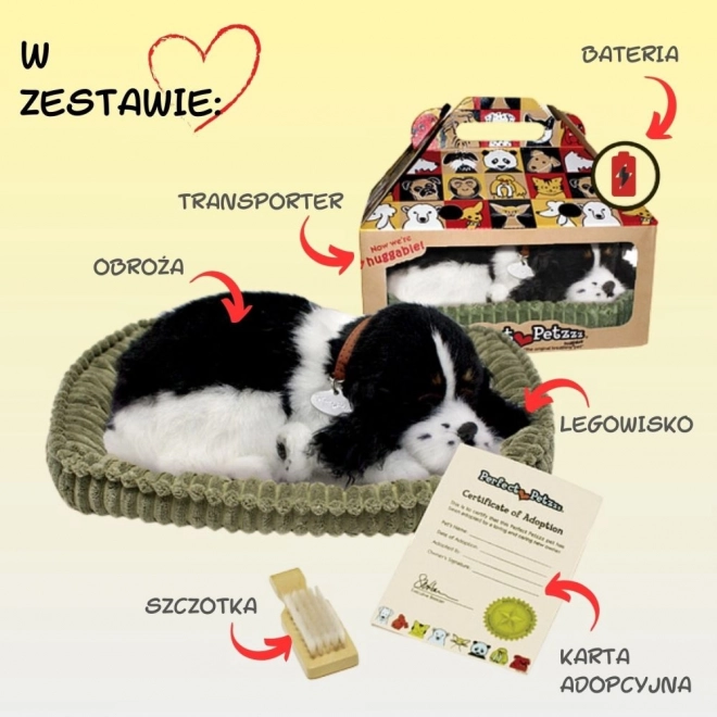 Să adoptăm împreună cățeluș Cocker Spaniel respirabil