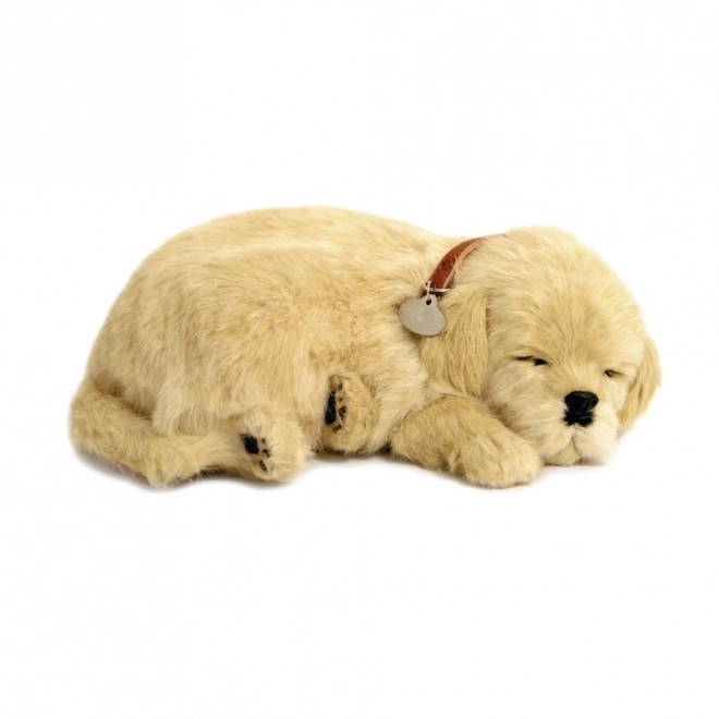 Adoptă un cățeluș Golden Retriever care respiră