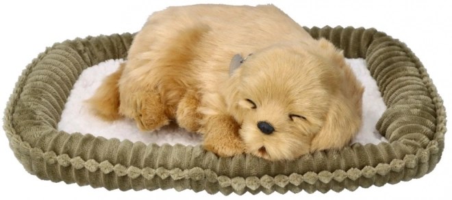 Adoptă un cățeluș Golden Retriever care respiră