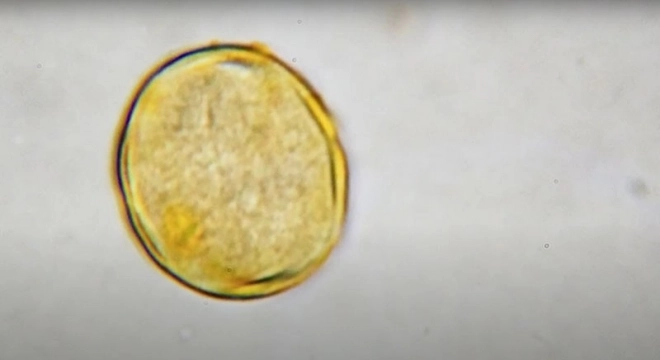 Microscop educațional Descoperitor pentru Copii de la Piatnik