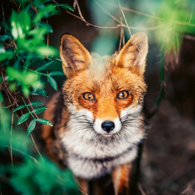 Calendar de notițe Animale sălbatice 2026