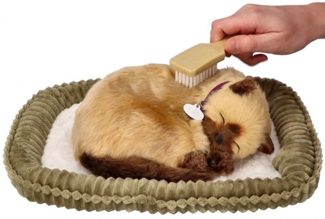 Pisică Siameză Respirabilă Adoptă-mă