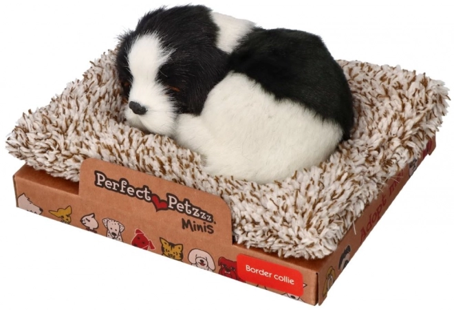 Border collie pe pătuț