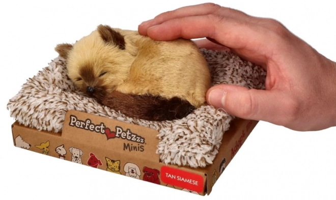 Pisicuță Siameză Perfect Petzzz
