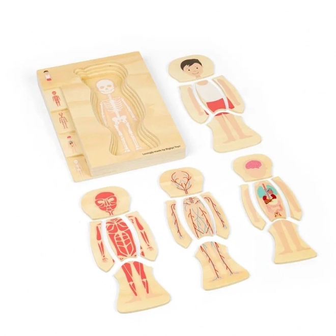 Puzzle din lemn anatomie - băiat