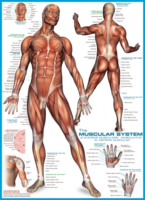 Puzzle Sistem muscular 1000 piese