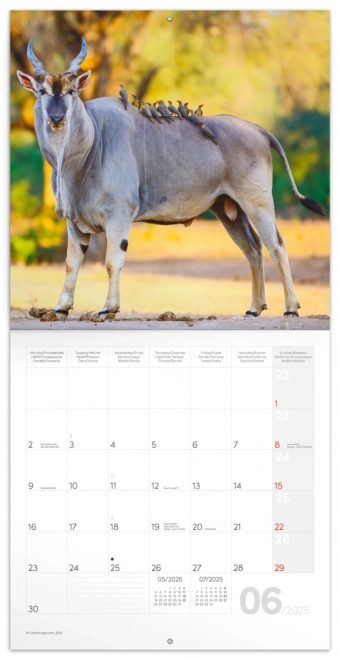 Calendar notițe Africa sălbatică 2025