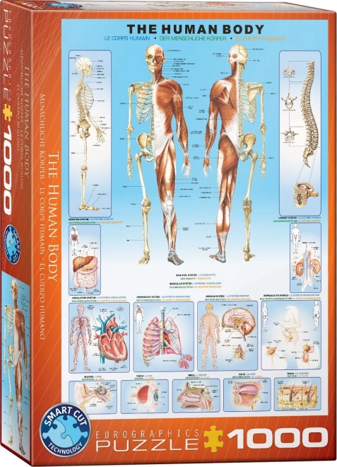 Puzzle corpul uman 1000 piese