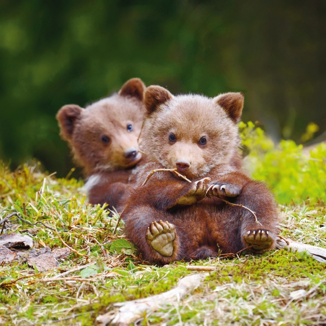 Fotografii adorabile cu pui de animale pe tot parcursul anului