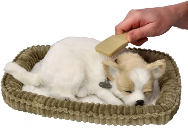 Cățeluș Chihuahua care sforăie