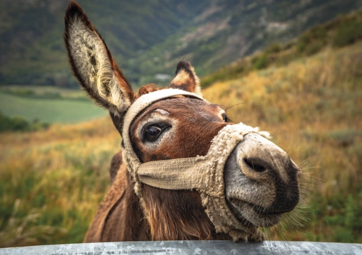 Motiv frumos cu măgar în munți