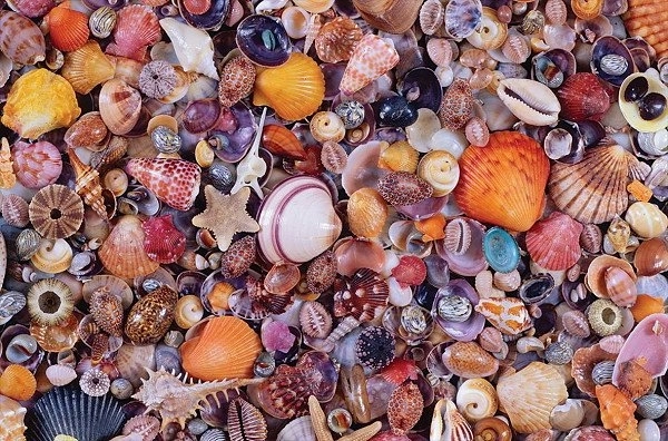 Puzzle Cochilii 1000 piese