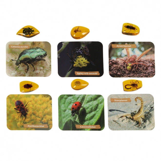 Set educativ arheologic descoperă insecte în chihlimbar