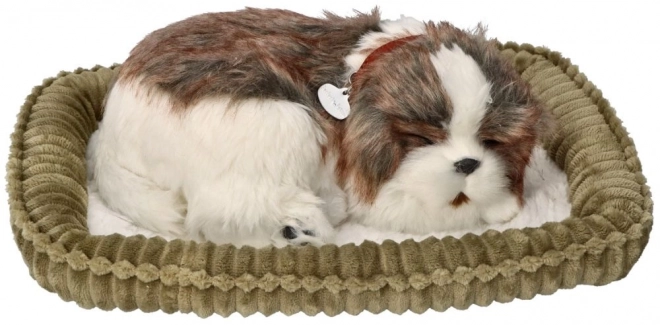 Adoptă-mă Respirație cățeluș Shih Tzu