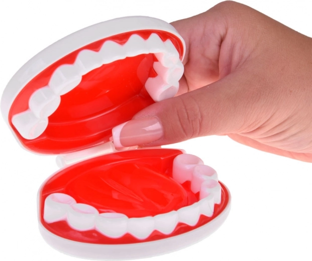 Colț stomatologic cu model de maxilar