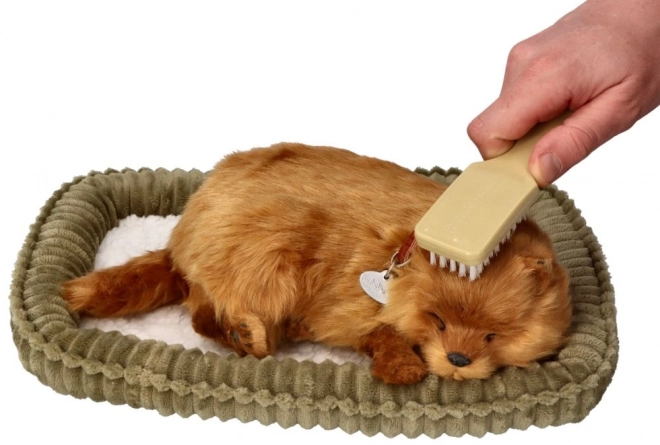 Pomeranian respirabil de adoptat