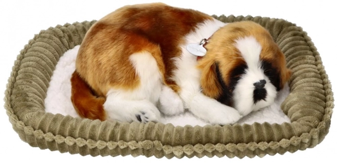 Pui de câine respirabil Saint Bernard