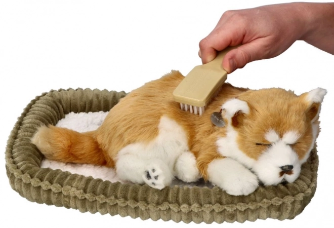 Căţeluş respirabil pentru adopție Shiba