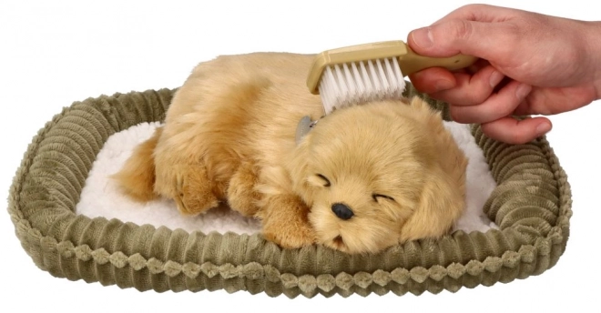 Adoptă un cățeluș Golden Retriever care respiră