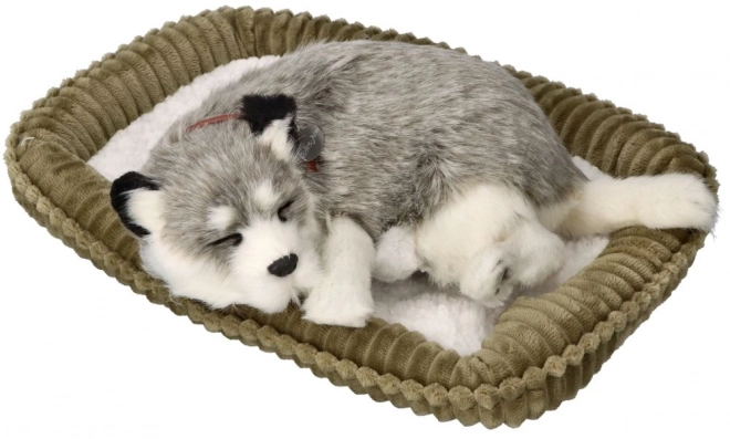 Cățeluș respirabil Alaskan Husky