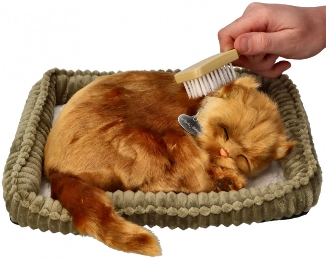 Adoptă un pisoi Angora turcească