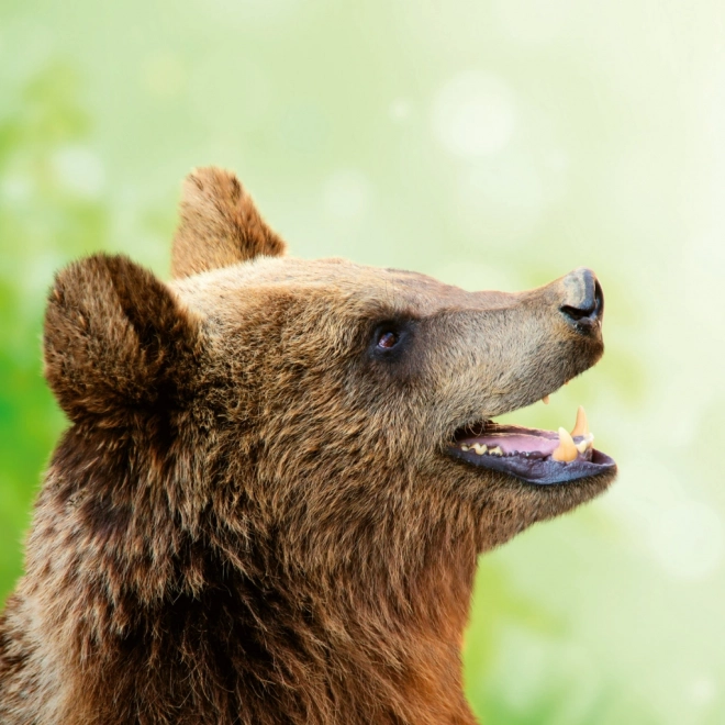 Calendar de notițe Zâmbet pentru anul 2026