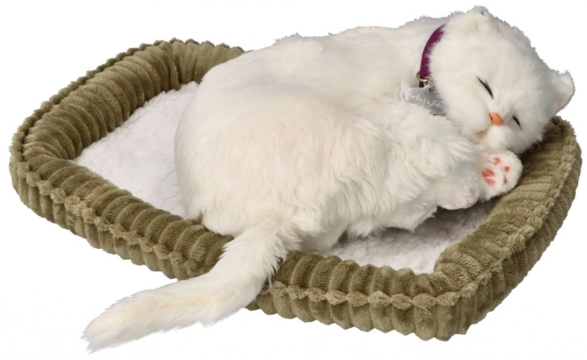 Adoptă-mă pisică cu blană scurtă albă