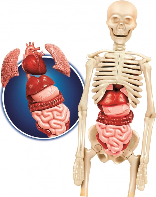 Set de anatomie a corpului uman CLEMENTONI Science&Play