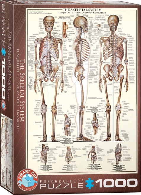 Puzzle Sistemul Scheletic 1000 piese