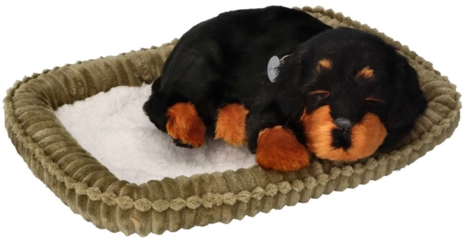 Cățeluș Rottweiler Perfect Petzzz