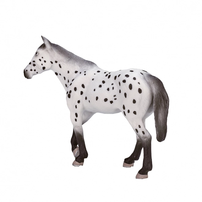 Mojo armăsar Appaloosa