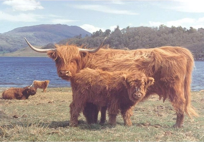 Puzzle Highlander scoțian 1000 piese
