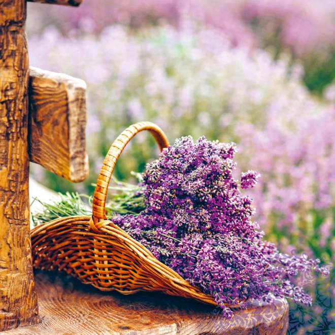 calendar notique anul 2025 cu temă provence, parfum de lavandă