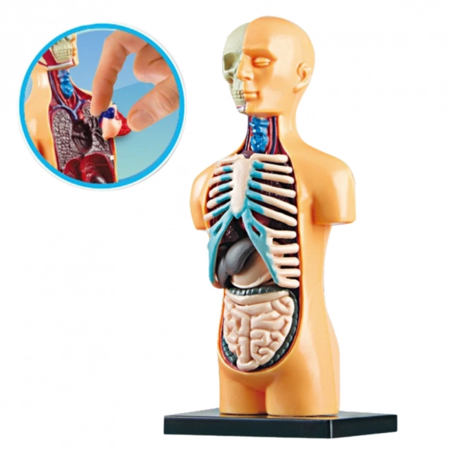 Set educațional model anatomic corp uman