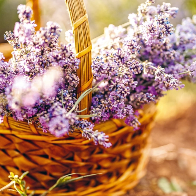 calendar notique anul 2025 cu temă provence, parfum de lavandă