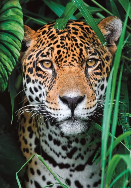 Puzzle 500 piese – jaguar în junglă CLEMENTONI