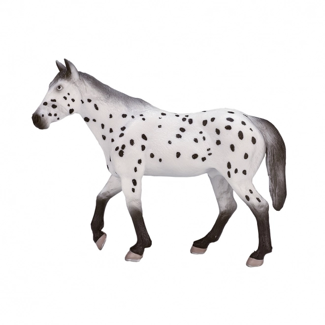 Mojo armăsar Appaloosa