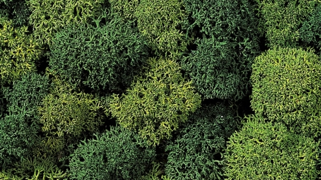 Mușchi decorativ verde deschis și verde închis