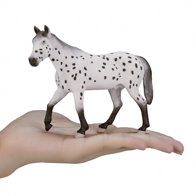 Mojo armăsar Appaloosa