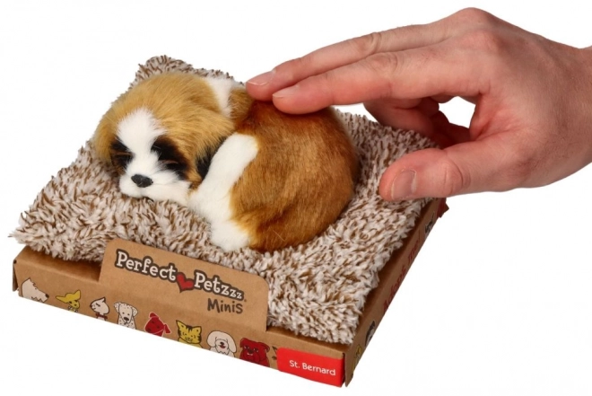 Cățeluș Mini Saint Bernard pe culcuș