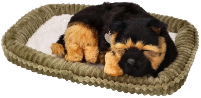 Adoptă-mă, cățeluș Ciobănesc German