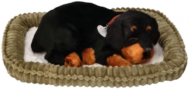 Cățeluș Rottweiler Perfect Petzzz