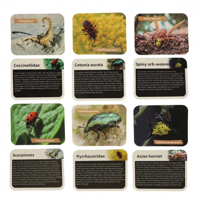 Set educativ arheologic descoperă insecte în chihlimbar