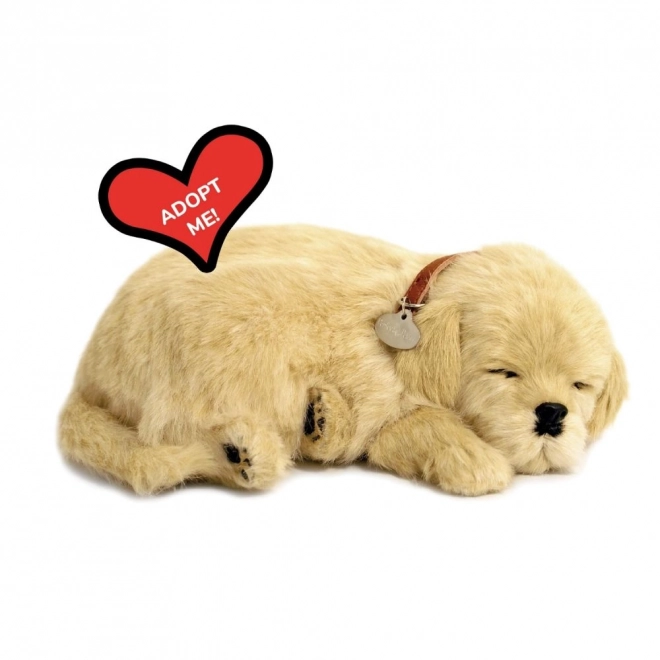 Adoptă un cățeluș Golden Retriever care respiră