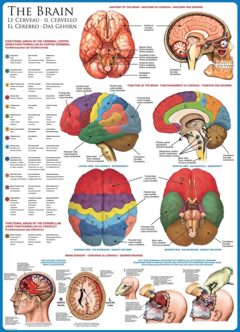 Puzzle Anatomia Creierului 1000 piese