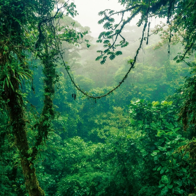 Calendar de notițe Păduri Tropicale 2026