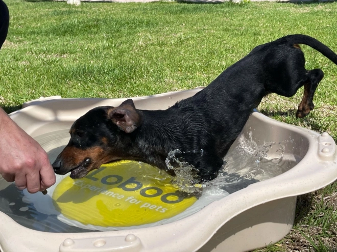 Piscină clasică pentru animale Loboo