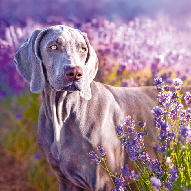 calendar notique anul 2025 cu temă provence, parfum de lavandă